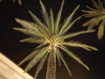 Low angle view of palm tree against sky