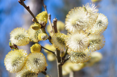 Close-up of flowering plant