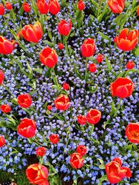 Close-up of red flowers