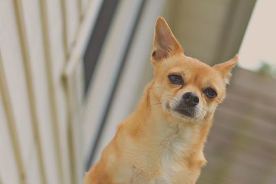 Tilt shot of chihuahua dog in back yard