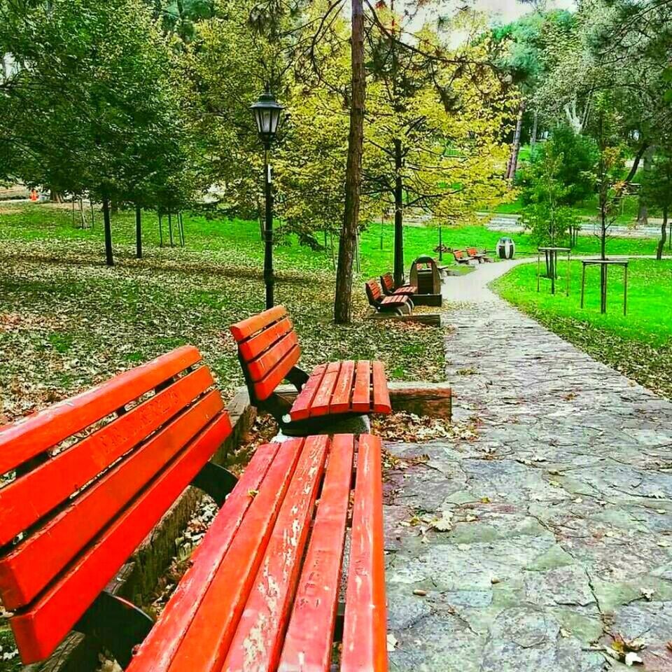 tree, the way forward, bench, empty, park - man made space, transportation, absence, footpath, diminishing perspective, grass, vanishing point, red, wood - material, park bench, day, outdoors, walkway, park, railing, no people