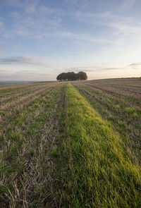 Scenic view of agricultural field against sky during sunset