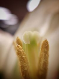 Close-up of flower