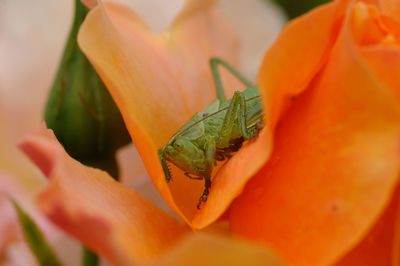 Close-up of butterfly on flower