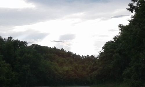 Low angle view of trees against sky