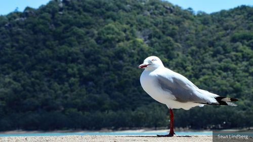 Close-up of seagull perching on a sea against trees