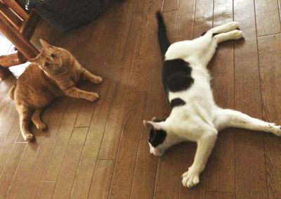 High angle view of cats on hardwood floor