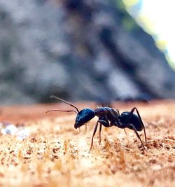 Close-up of insect