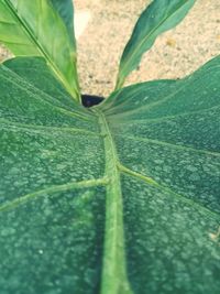 Close-up of green leaves