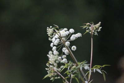 Close-up of white flowering plant