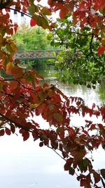 Low angle view of leaves on tree