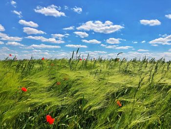 Scenic view of poppy field against sky