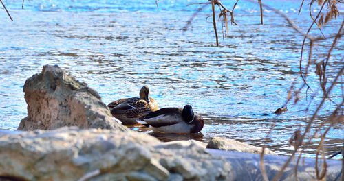 Ducks on a lake