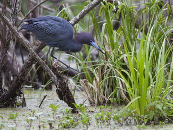 Bird perching on a lake