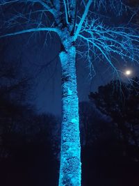 Low angle view of bare trees at night