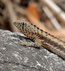 Close-up of lizard