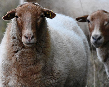 Sheep standing on field