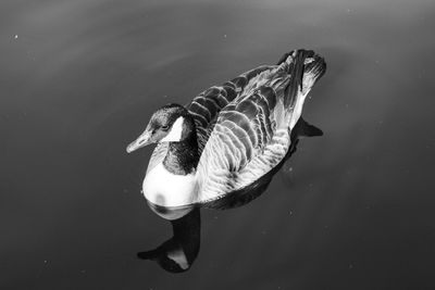 High angle view of canada goose swimming in calm lake