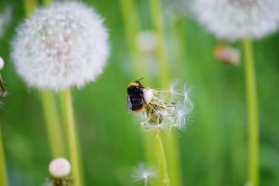 Close-up of bee pollinating flower