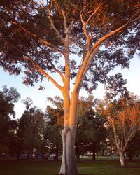 Trees in park during autumn