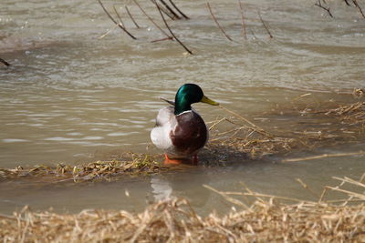 Duck swimming in lake