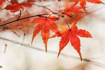 Close-up of maple leaves on branch