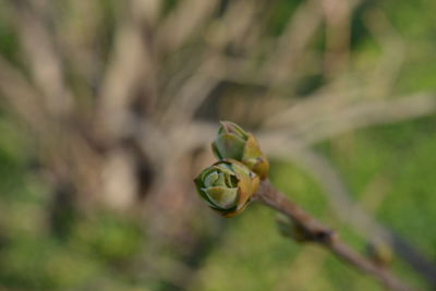 Close-up of insect on plant