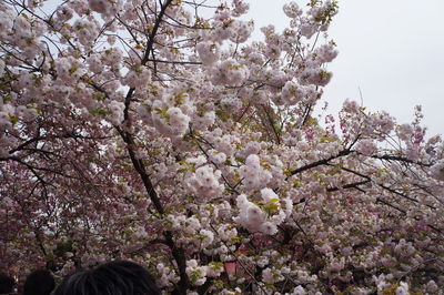 Low angle view of cherry blossom tree