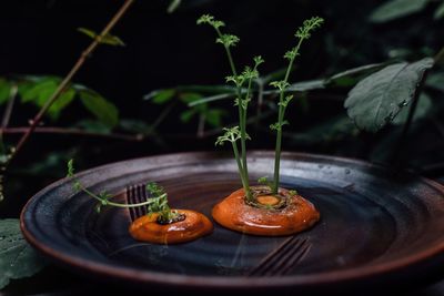 Close-up of end cuts carrots on plate