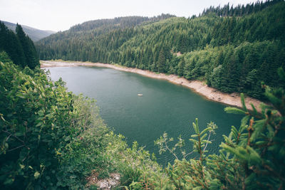 High angle view of river amidst trees in forest