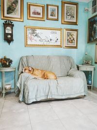 Dog relaxing on sofa at home