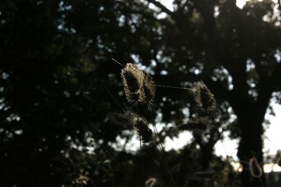 Low angle view of insect on plant