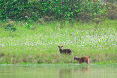 Deer in the lake