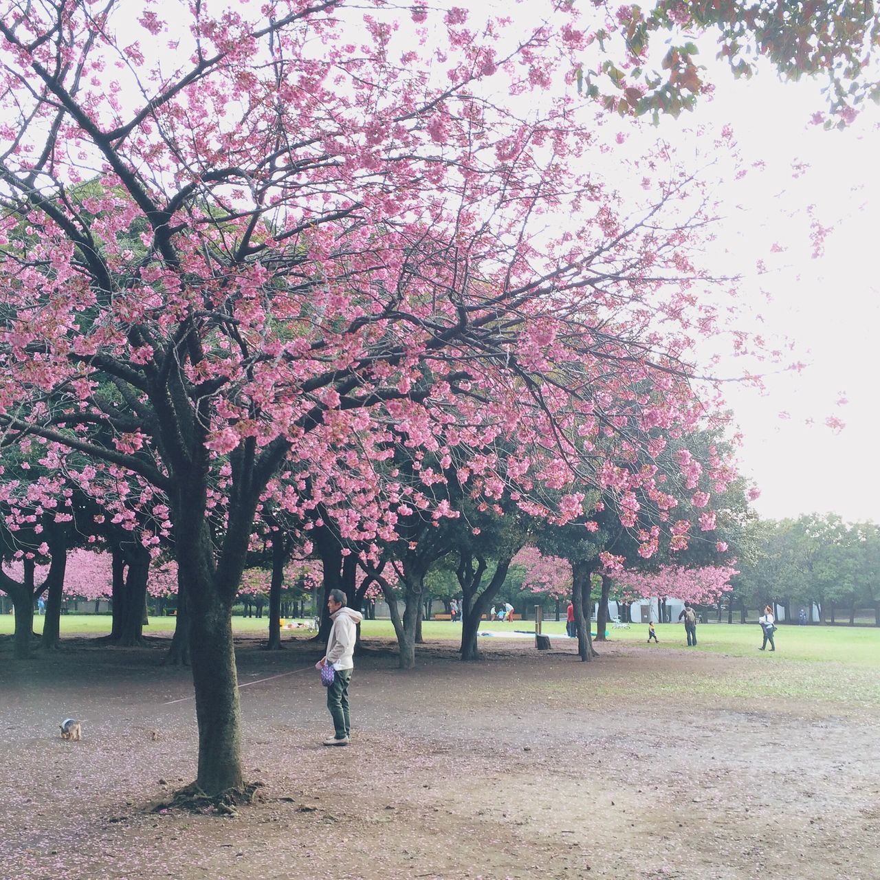 tree, flower, person, lifestyles, growth, leisure activity, park - man made space, branch, beauty in nature, nature, men, walking, pink color, blossom, freshness, large group of people, park, cherry blossom, day
