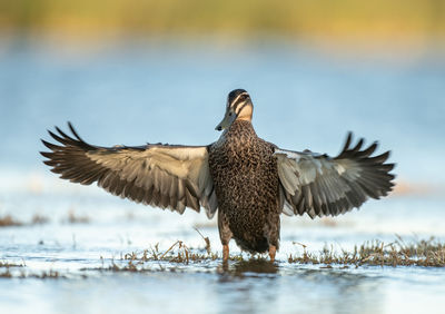 Bird flying over lake