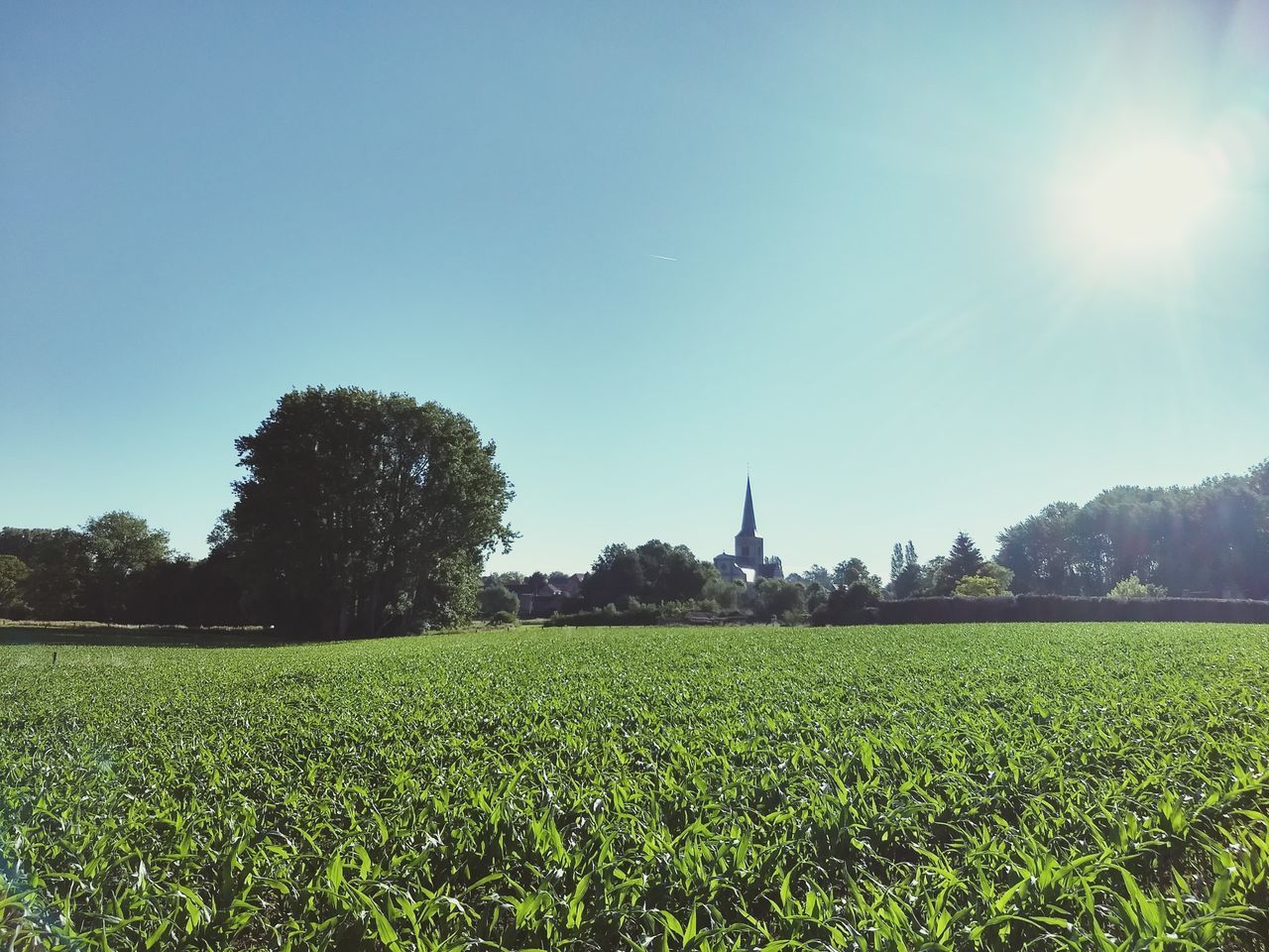 SCENIC VIEW OF FIELD AGAINST CLEAR SKY