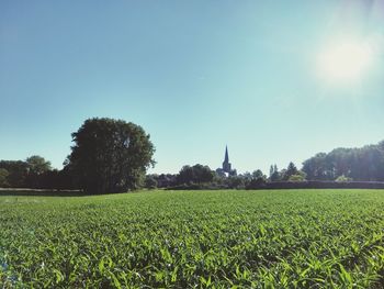 Scenic view of field against clear sky on sunny day