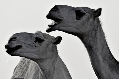 Camels in the wild nature and deserts