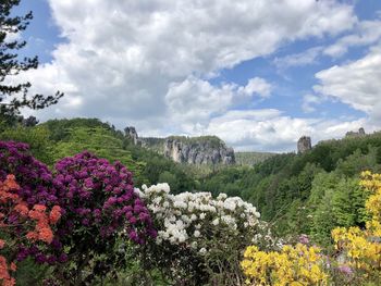 Scenic view of flowering plants and trees against sky