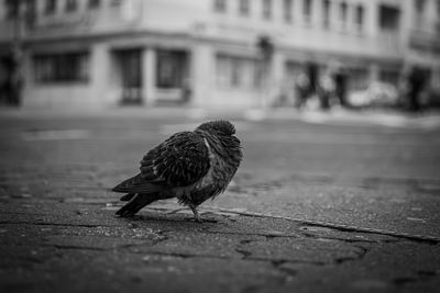 Pigeon perching on a street