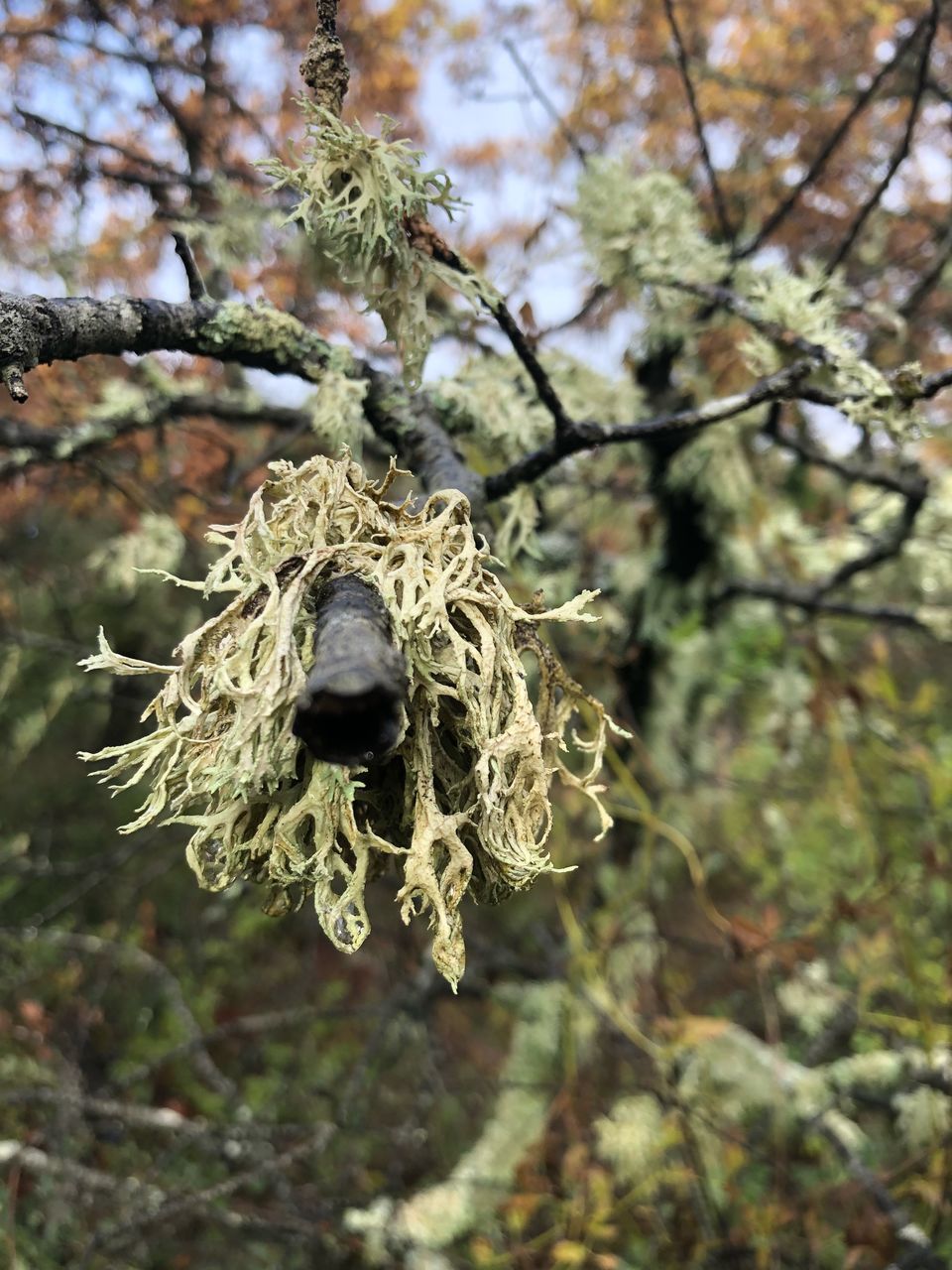 CLOSE-UP OF WILTED FLOWER AGAINST TREE