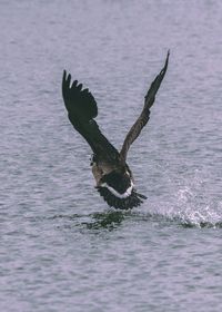 Close-up of seagull flying over sea