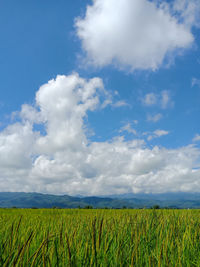 Scenic view of agricultural field against sky