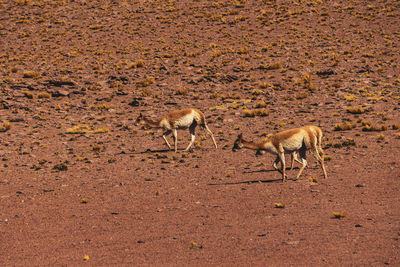 Horse grazing on field