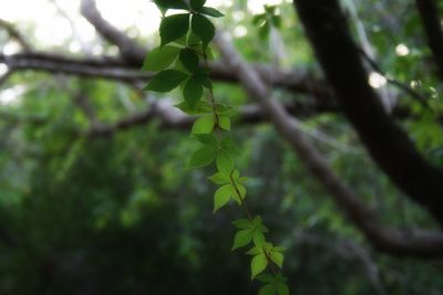 Close-up of fresh green plant