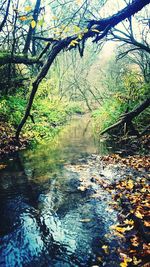 Scenic view of river in forest