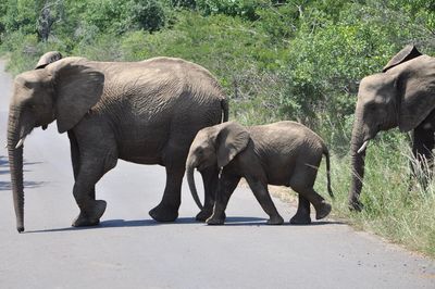 Elephant on zebra