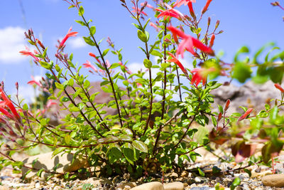 Close-up of flowering plants against sky