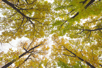 Low angle view of tree in forest