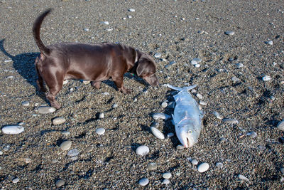 High angle view of dog on beach